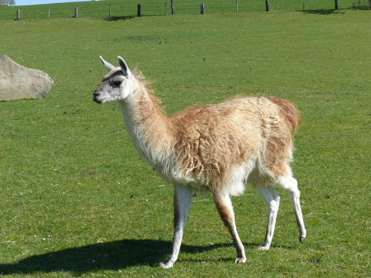 Xavers Ranch Meschede Bagian luar foto